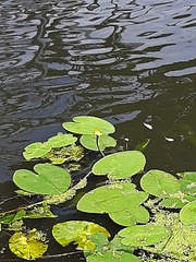 Nuphar lutea