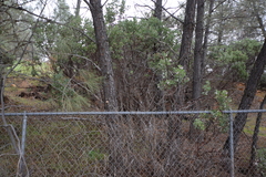 Arctostaphylos viscida viscida