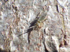 Entomobrya nivalis