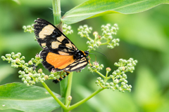 Lepidoptera