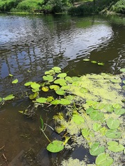 Nuphar lutea