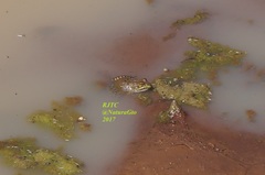 Lithobates montezumae