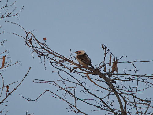 Chaplin's Barbet (Lybius chaplini), photo 4