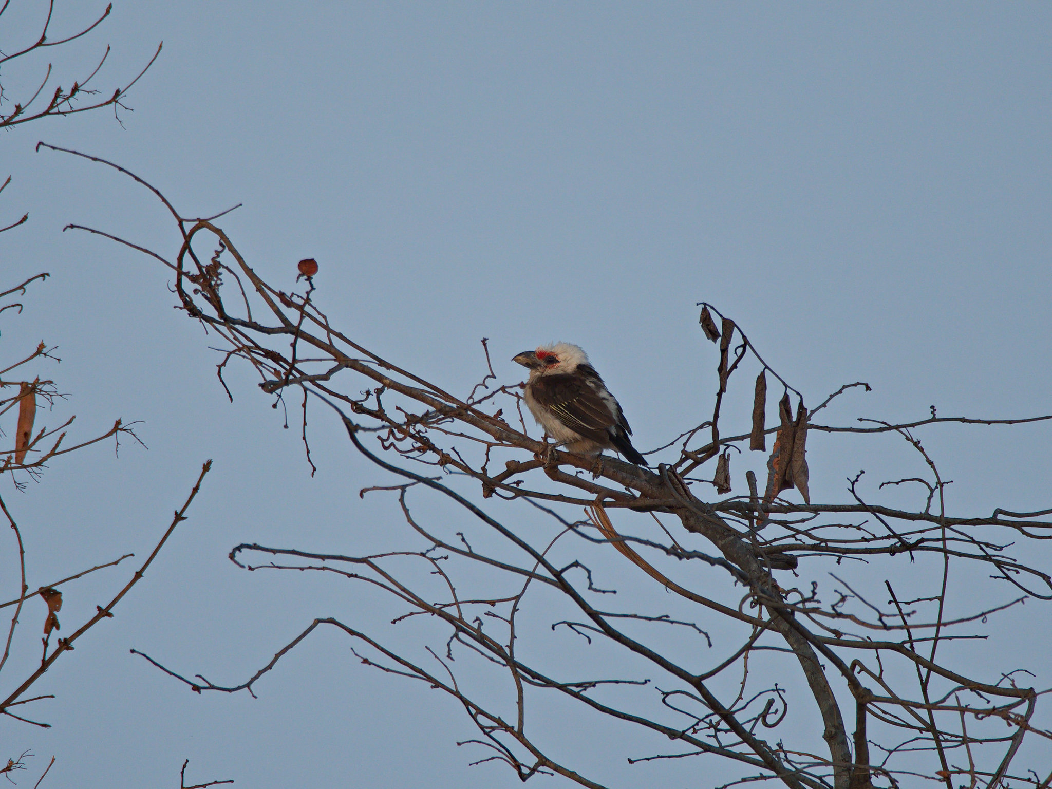 Chaplin's Barbet (Lybius chaplini), photo 1