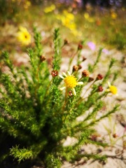 Euryops virgatus