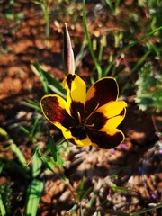 Hesperantha vaginata