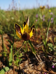 Hesperantha vaginata