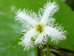 Nymphoides