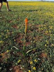 Bulbinella latifolia doleritica