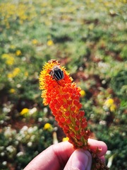 Bulbinella latifolia doleritica