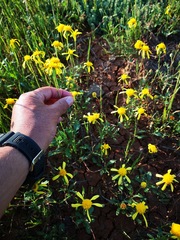 Chrysocoma hantamensis