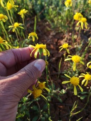 Chrysocoma hantamensis