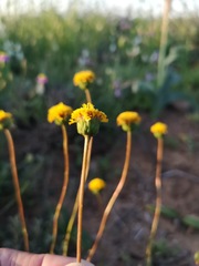 Chrysocoma hantamensis