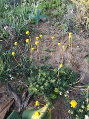 Chrysocoma hantamensis