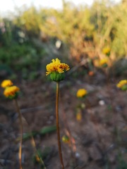 Chrysocoma hantamensis