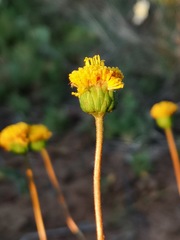 Chrysocoma hantamensis