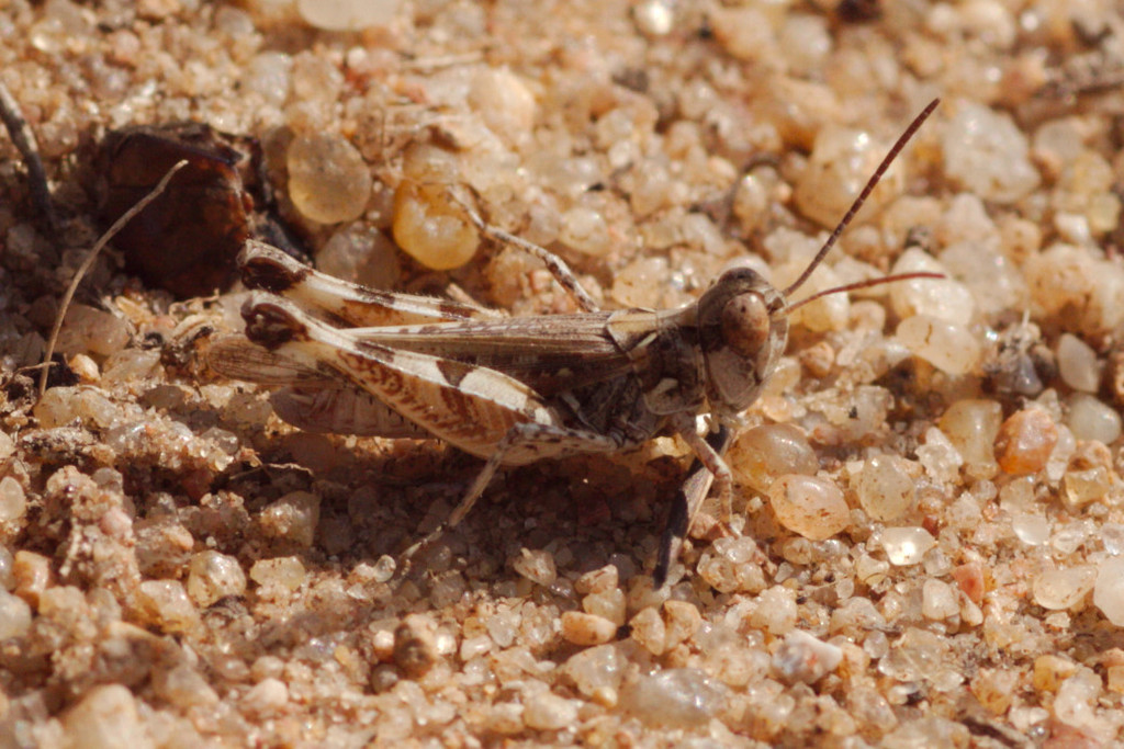 Dociostaurus genei
