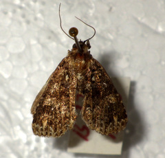 Callopistria latreillei