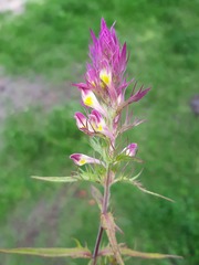 Melampyrum arvense