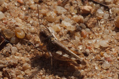 Dociostaurus genei genei