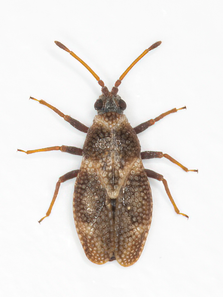 Oncochila scapularis
