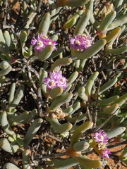 Ruschia burtoniae