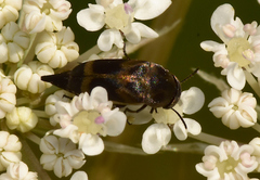 Mediimorda bipunctata