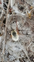 Systoechus candidulus