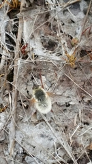 Systoechus candidulus