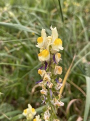 Linaria triphylla