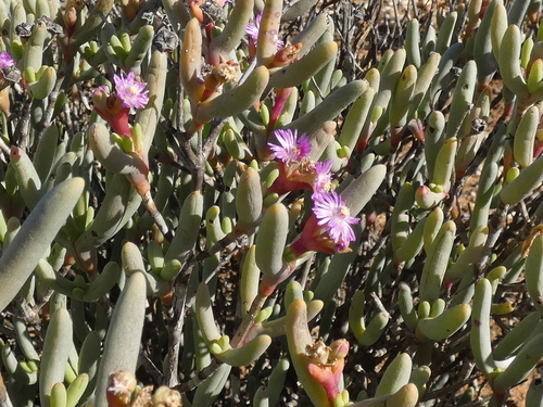 Ruschia burtoniae