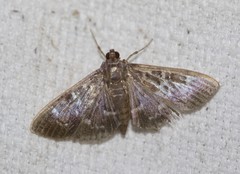 Prorodes mimica