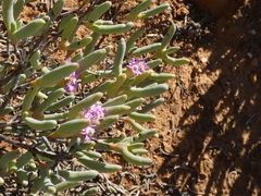 Ruschia burtoniae
