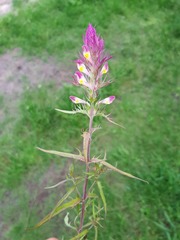 Melampyrum arvense