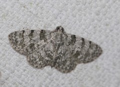 Dyscheralcis crimnodes