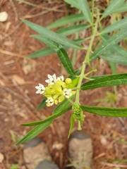 Asclepias nivea