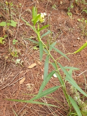 Asclepias nivea