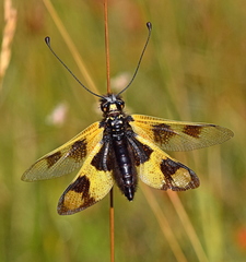 Libelloides macaronius