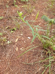 Asclepias nivea