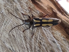 Agallissus lepturoides