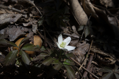 Anemonoides quinquefolia