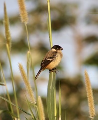 Sporophila morelleti