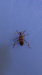 Leptoglossus clypealis