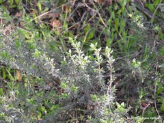 Thymus mastichina