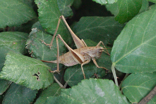 Ponel's Bush-cricket