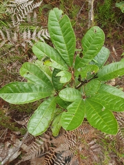 Tabebuia domingensis