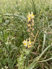 Linaria triphylla