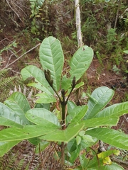 Tabebuia domingensis