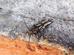 Agallissus lepturoides