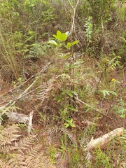 Tabebuia domingensis